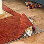Pazzo joined the competition — help win amazing prizes! animal, cat, colorful_pillow, curious, cute, domestic, feline, floor, hiding, home, indoor, orange_cat, peeking, pet, pillow, playful, red_rug, rug, white_cat, wooden_floor