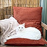 Polpetto participe au concours pour gagner de l'argent avec cette photo : cat, white_cat, fluffy, fur, pet, animal, sitting, lounging, portrait, indoors, chair, cushion, pillow, blanket, wood, bamboo, home_decor, cozy, white, relaxed