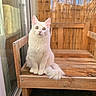 cat, white_cat, fluffy, long_hair, pet, animal, sitting, chair, wooden_chair, balcony, outdoor, bamboo, window, tail, green_eyes, portrait, centered_subject, fur, cute, photography