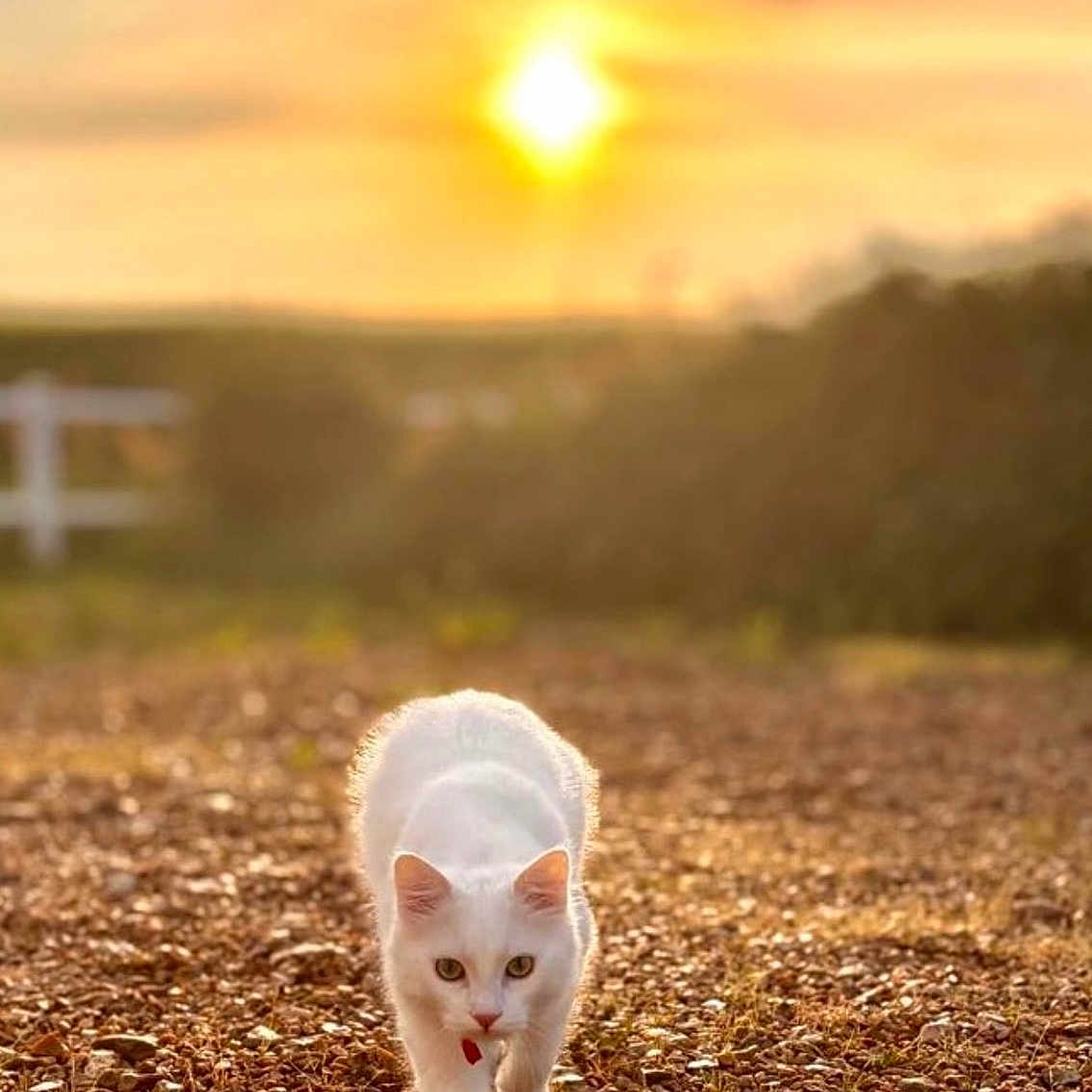 Polpetto a rejoint le concours — aidez-le/la à gagner de superbes lots ! cat, white_cat, animal, pet, outdoor, sunset, sun, golden_hour, gravel, walking, standing, front_view, blue_eyes, collar, red_tag, nature, landscape, hills, warm_light, portrait