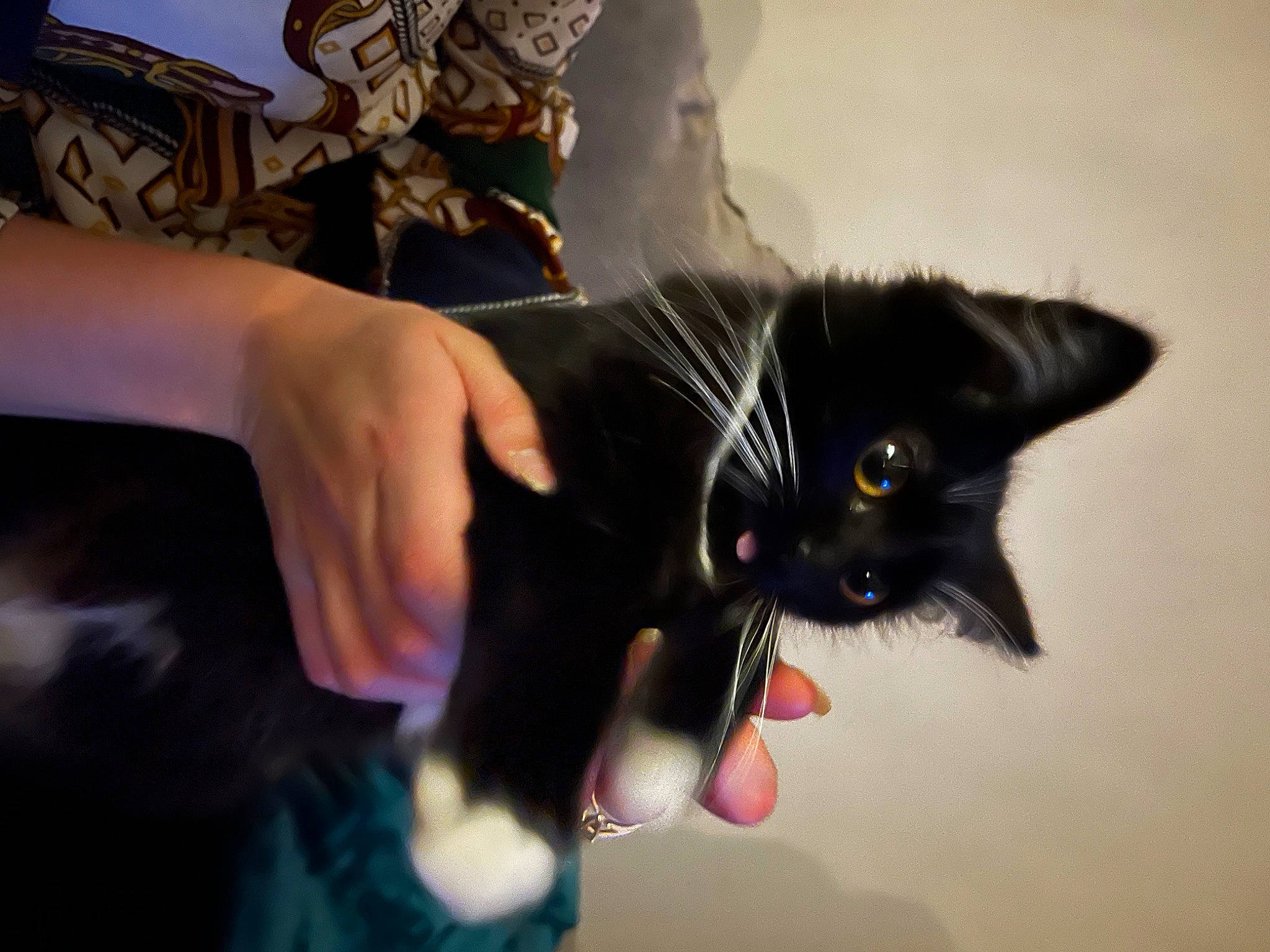 Hinata a rejoint le concours — aidez-le/la à gagner de superbes lots ! black_cat, carnivore, cat, claw, domestic_short_haired_cat, felidae, formal_wear, fur, gesture, small_to_medium_sized_cats, tail, whiskers