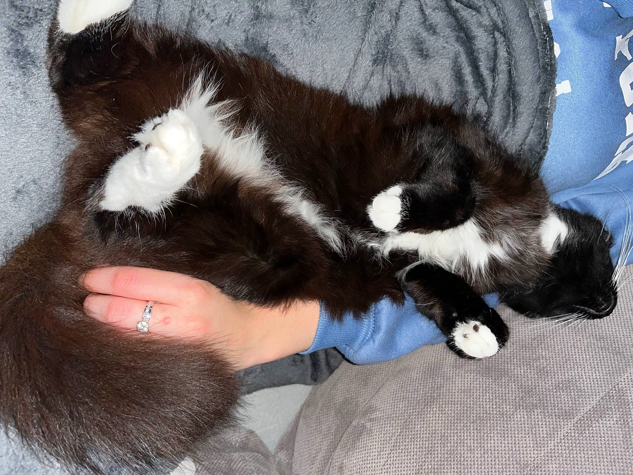 Hinata a rejoint le concours — aidez-le/la à gagner de superbes lots ! carnivore, cat, claw, comfort, companion_dog, dog_breed, ear, felidae, foot, fur, gesture, human_leg, mammal, natural_material, small_to_medium_sized_cats, snout, tail, toe, vertebrate, whiskers