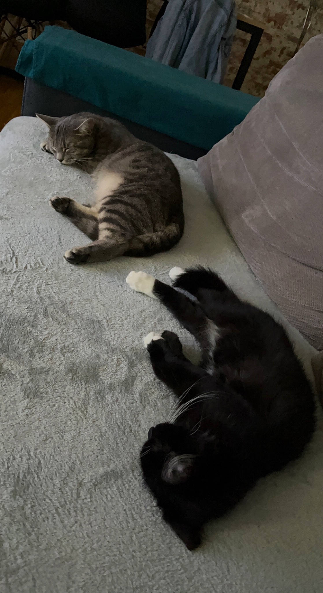 Hinata a rejoint le concours — aidez-le/la à gagner de superbes lots ! carnivore, cat, claw, comfort, domestic_short_haired_cat, felidae, flooring, fur, grey, hardwood, mammal, paw, room, small_to_medium_sized_cats, tail, terrestrial_animal, whiskers, wood