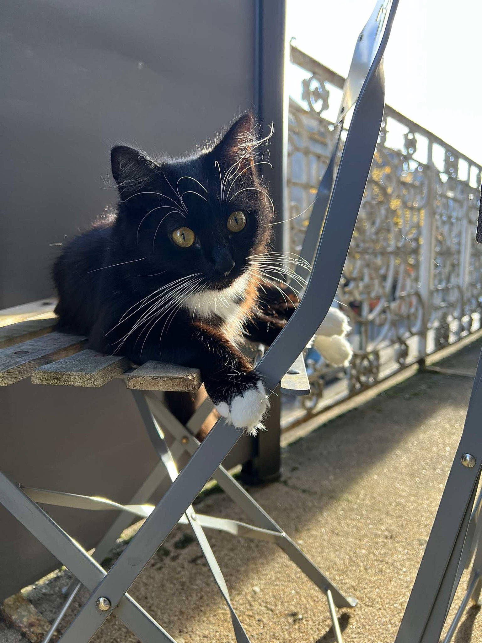 Hinata participe au concours pour gagner de l'argent avec cette photo : auto_part, automotive_tire, automotive_wheel_system, carnivore, cat, chair, domestic_short_haired_cat, felidae, fur, handrail, metal, rim, sitting, sky, small_to_medium_sized_cats, spoke, tail, tree, whiskers, window