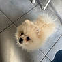 dog, puppy, pomeranian, fluffy, cream_color, indoor, tile_floor, chair_leg, looking_up, small_dog, pet, cute, curious, fur, domestic_animal, companion, animal, indoor_lighting, floor, jeans