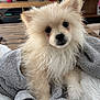 Arya participe au concours pour gagner de l'argent avec cette photo : puppy, dog, fluffy, towel, cute, pet, indoor, fur, animal, face, eyes, nose, wooden_table, plant, cozy, curious, blanket, home, fur_texture, small_dog