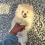 puppy, dog, pomeranian, fluffy, white, rocks, hand, denim_jacket, bracelet, outdoor, pet, playful, cute, small_paws, lying_down, happy, mouth_open, fur, animal, nature