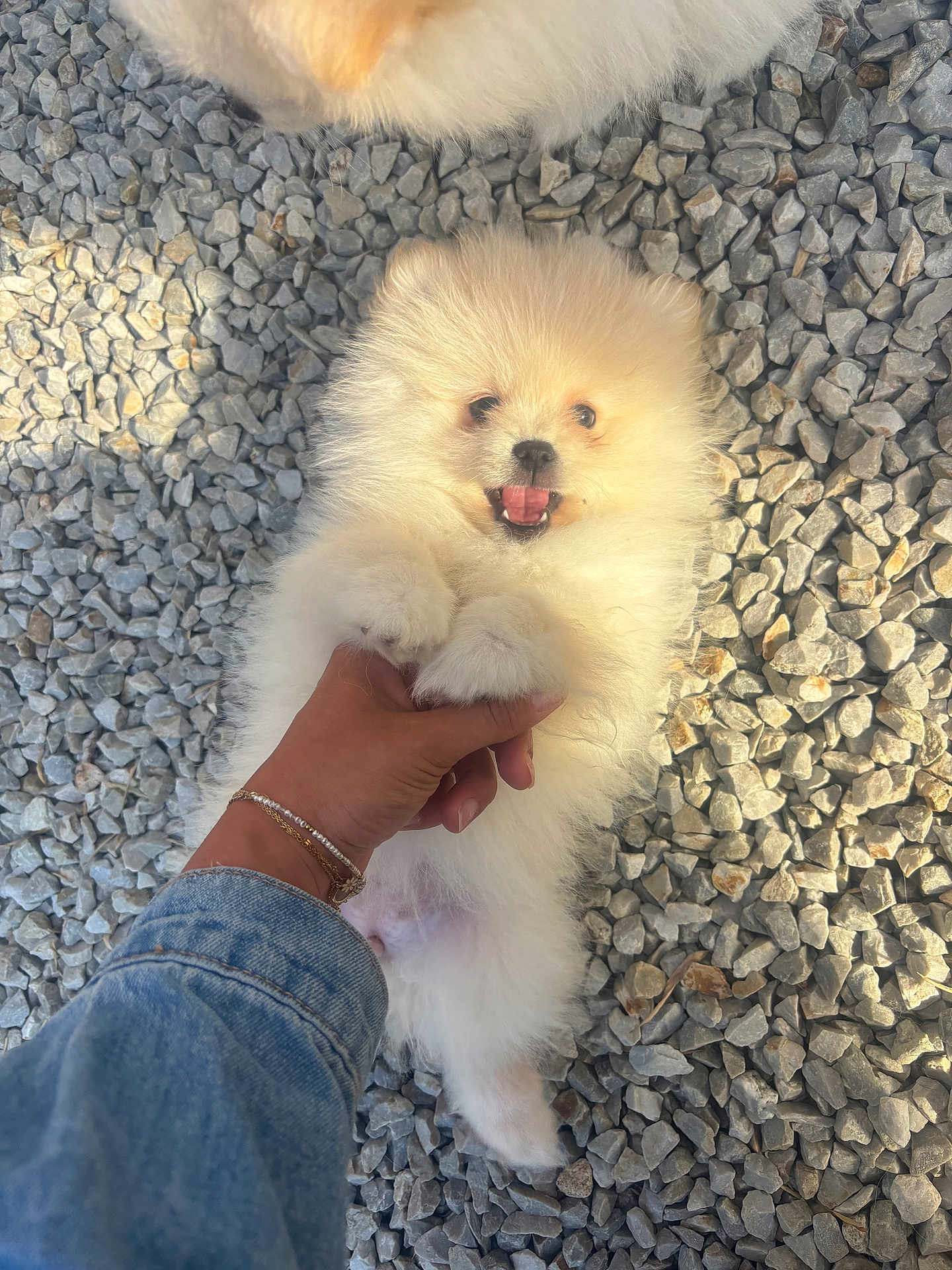Arya a rejoint le concours — aidez-le/la à gagner de superbes lots ! puppy, dog, pomeranian, fluffy, white, rocks, hand, denim_jacket, bracelet, outdoor, pet, playful, cute, small_paws, lying_down, happy, mouth_open, fur, animal, nature