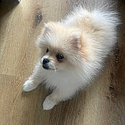 Arya participe au concours pour gagner de l'argent avec cette photo : dog, puppy, pomeranian, fluffy, cute, pet, animal, indoor, wooden_floor, small_dog, fur, canine, adorable, young_dog, companion, domestic_animal, playful, house_pet, looking_away, white_dog