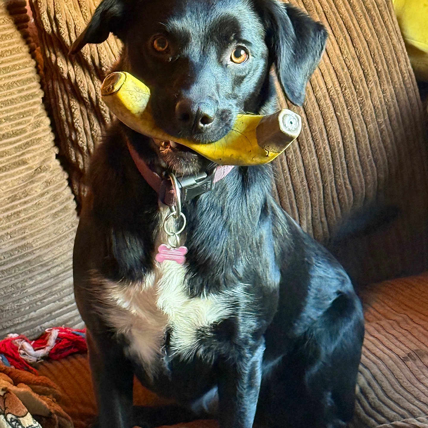 Minnie