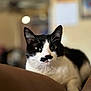 cat, black_and_white, pet, animal, feline, indoor, close_up, portrait, whiskers, ears, fur, relaxed, lying_down, domestic, cute, muzzle, eyes, soft_focus, background_blur, comfortable
