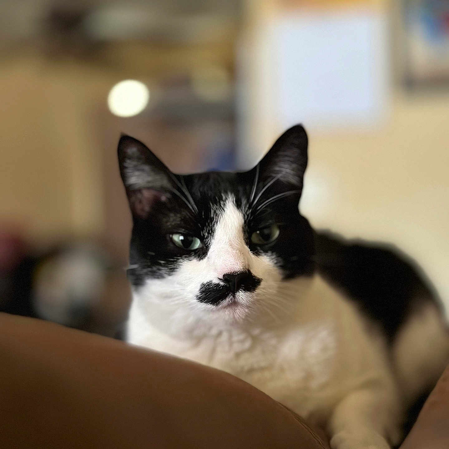 Kiffy joined the competition — help win amazing prizes! animal, background_blur, black_and_white, cat, close_up, comfortable, cute, domestic, ears, eyes, feline, fur, indoor, lying_down, muzzle, pet, portrait, relaxed, soft_focus, whiskers