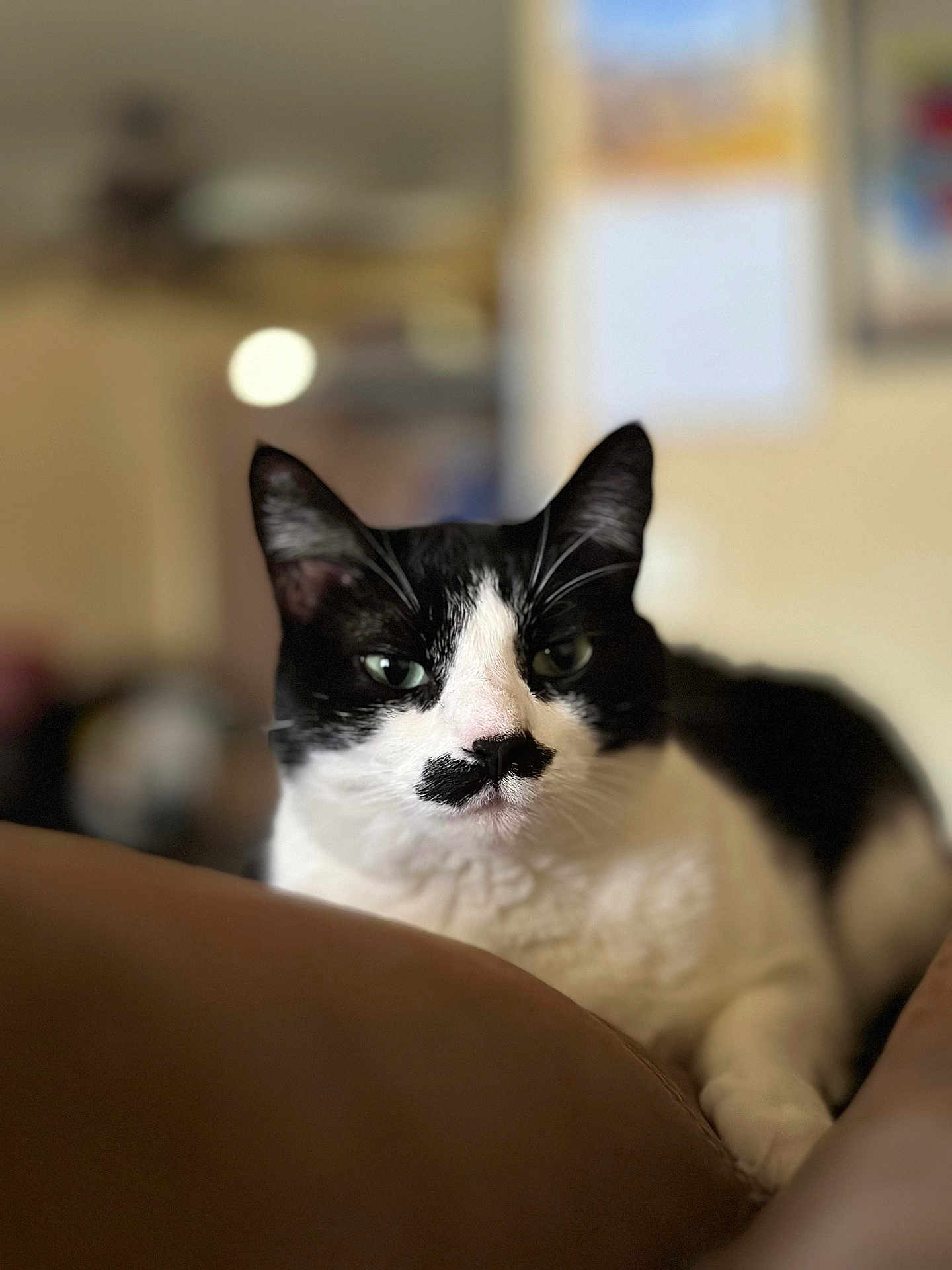 Kiffy joined the competition — help win amazing prizes! cat, black_and_white, pet, animal, feline, indoor, close_up, portrait, whiskers, ears, fur, relaxed, lying_down, domestic, cute, muzzle, eyes, soft_focus, background_blur, comfortable