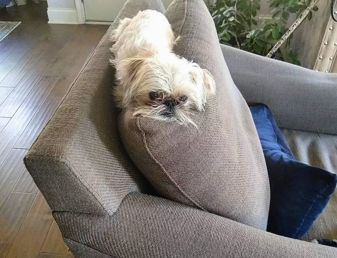 Simon is registered to the contest to win money with this photo: carnivore, comfort, companion_dog, couch, dog, dog_breed, fawn, felidae, flooring, fur, hardwood, liver, plant, snout, sporting_group, studio_couch, terrestrial_animal, toy_dog, wood, working_animal