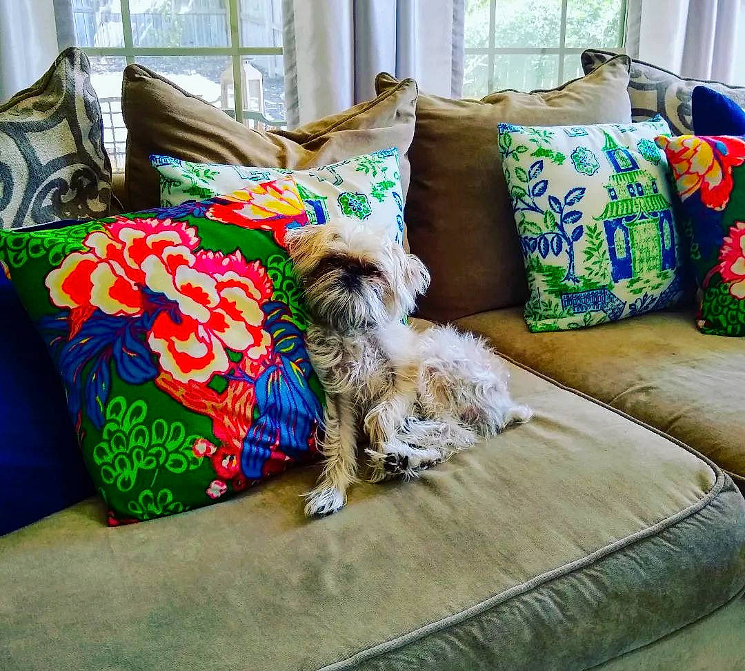 Simon is registered to the contest to win money with this photo: carnivore, comfort, companion_dog, couch, dog, dog_breed, dog_supply, flooring, furniture, green, interior_design, linens, living_room, pillow, rectangle, room, sporting_group, studio_couch, throw_pillow, toy_dog