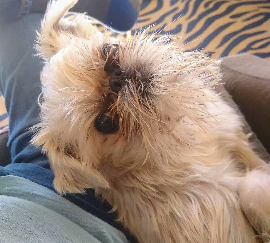 Simon is registered to the contest to win money with this photo: australian_terrier, biewer_terrier, canidae, carnivore, companion_dog, dog, dog_breed, fawn, fur, maltepoo, puppy, small_terrier, snout, sporting_group, terrier, toy_dog, whiskers, working_animal, yorkipoo, yorkshire_terrier