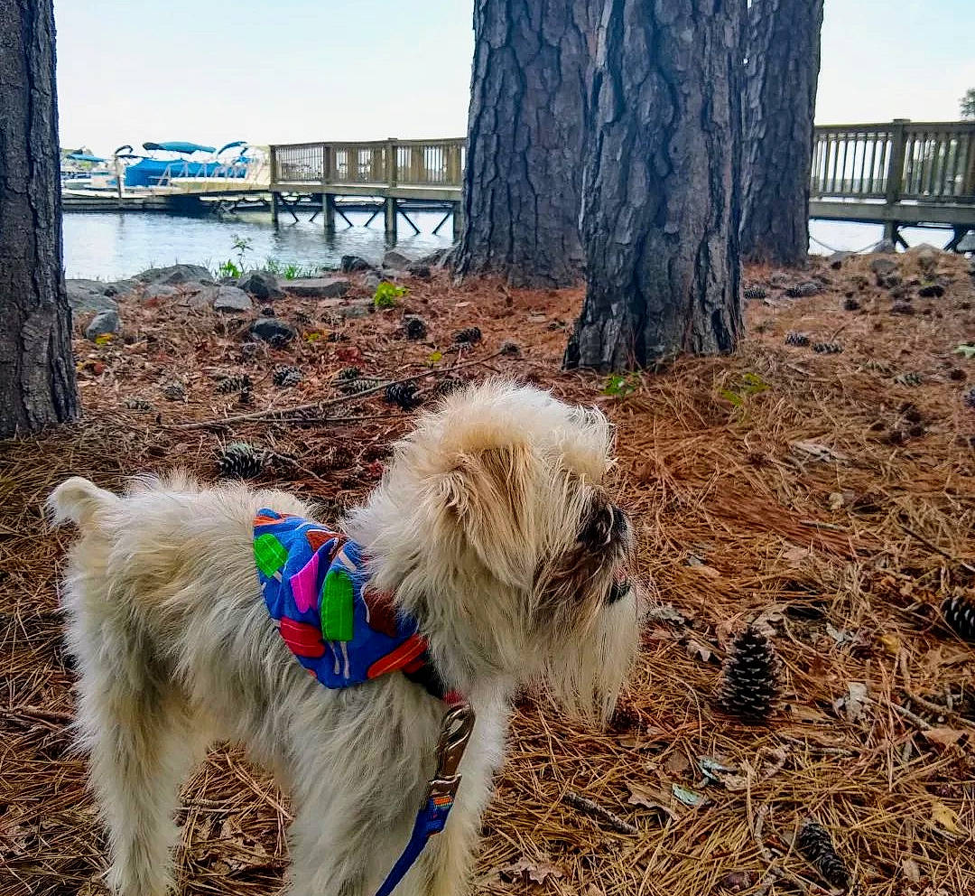 Simon is registered to the contest to win money with this photo: carnivore, collar, companion_dog, dog, dog_breed, dog_collar, dog_supply, fawn, garden_hose, grass, leash, pet_supply, plant, sky, toy_dog, tree, trunk, water, wood, working_animal