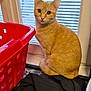 cat, ginger_cat, window, indoor, laundry_basket, red, black_fabric, pet, animal, curious, looking, sitting, frosted_glass, striped, domestic, young_cat, feline, whiskers, ears, tail