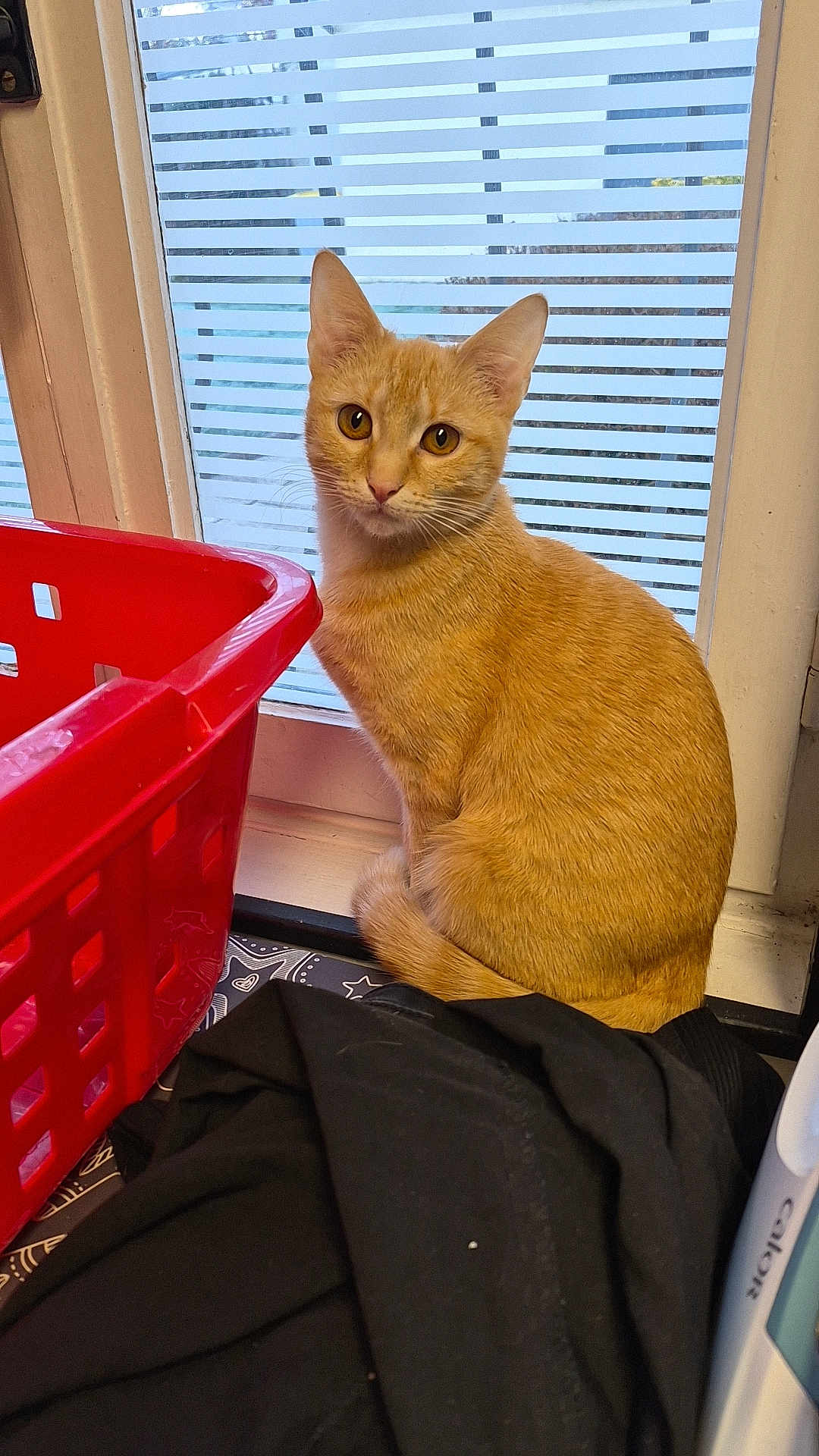 Potiron a rejoint le concours — aidez-le/la à gagner de superbes lots ! cat, ginger_cat, window, indoor, laundry_basket, red, black_fabric, pet, animal, curious, looking, sitting, frosted_glass, striped, domestic, young_cat, feline, whiskers, ears, tail