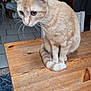 Potiron a rejoint le concours — aidez-le/la à gagner de superbes lots ! cat, orange_tabby, indoor, wooden_table, curious, pet, feline, whiskers, ears, tail, floor_tiles, home, domestic_animal, animal, sitting, close_up, fur, table, eyes, background