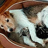 animal, black_fur, brown_fur, cat, companionship, cozy, cuddling, cute, dog, fluffy, fur, home, indoors, pet_bed, pets, relaxed, resting, sleeping, white_fur, wooden_floor