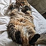 Hermès a rejoint le concours — aidez-le/la à gagner de superbes lots ! animal, bed, cat, cozy, cute, domestic_animal, fluffy, fur, green_eyes, indoor, lying_down, mammal, paws, pet, relaxed, sleepy, tabby, tail, whiskers, white_bed
