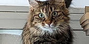 Hermès participe au concours pour gagner de l'argent avec cette photo : alert, animal, cat, closeup, curious, cute, domestic_cat, ears, feline, fluffy, fur, green_eyes, indoor, mammal, pet, portrait, standing, tabby, tail, whiskers