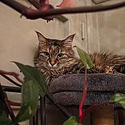 Hermès a rejoint le concours — aidez-le/la à gagner de superbes lots ! animal, cat, closeup, corner, cozy, cushion, domestic, eyes, fur, furniture, greenery, indoor, indoor_plant, leaf, pet, plant, relaxed, resting, tabby, whiskers