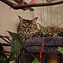 animal, cat, closeup, corner, cozy, cushion, domestic, eyes, fur, furniture, greenery, indoor, indoor_plant, leaf, pet, plant, relaxed, resting, tabby, whiskers