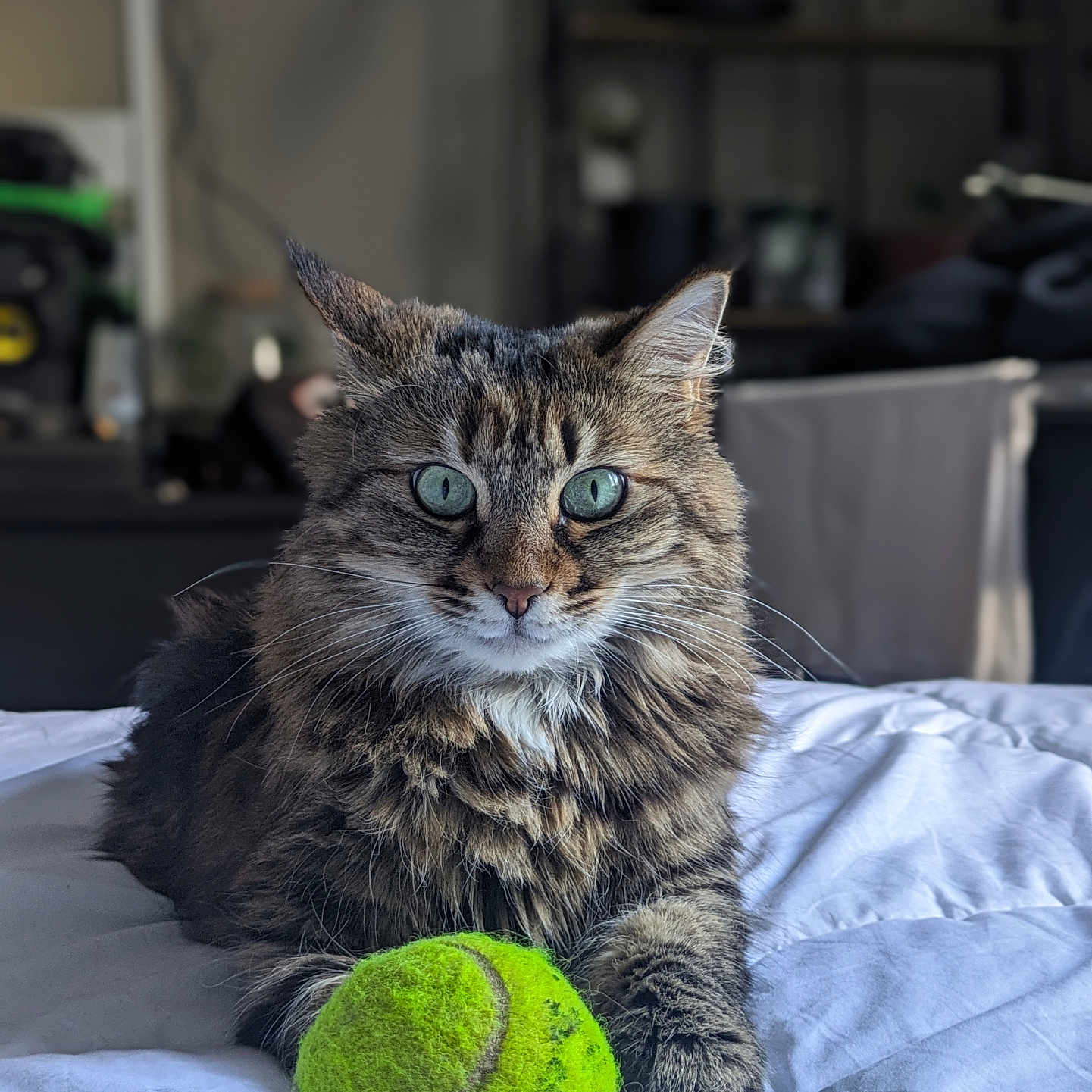 Hermès participe au concours pour gagner de l'argent avec cette photo : animal, bed, cat, closeup, comfortable, cozy, cute, domestic_cat, feline, fur, green_eyes, household, indoor, pet, playful, resting, soft_light, tabby, tennis_ball, whiskers