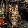 Hermès participe au concours pour gagner de l'argent avec cette photo : animal, cat, cat_tree, cozy, curious, domestic_cat, eyes, feline, fluffy, fur, furniture, houseplant, indoor, pet, plant, portrait, pot, sitting, tabby, whiskers