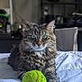 animal, bed, cat, closeup, comfortable, cozy, cute, domestic_cat, feline, fur, green_eyes, household, indoor, pet, playful, resting, soft_light, tabby, tennis_ball, whiskers