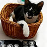 animal, basket, black_and_white, cat, close_up, container, curious, cute, domestic, feline, indoor, kitten, label, organized, paw, pet, relaxed, tray, white_background, young