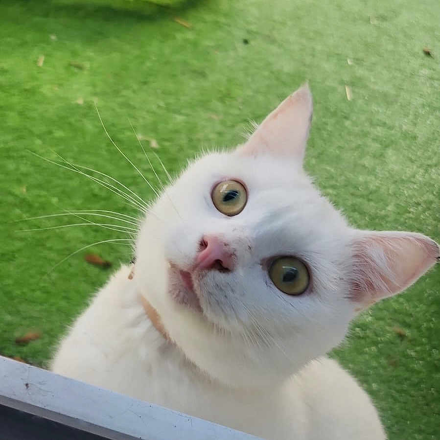 Leo participe au concours pour gagner de l'argent avec cette photo : angora, animal, backyard, cat, face, furniture, grass, green, head, kitten, lawn, nature, outdoors, person, pet, photography, plant, portrait, pottedplant, yard