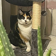 Nalla participe au concours pour gagner de l'argent avec cette photo : aloe_plant, animal, calico_cat, cat, cat_tree, curious, domestic, eyes, feline, fur, gray, home, indoor, orange, pet, plant, scratching_post, sitting, tile_floor, white