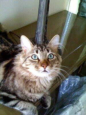 Demetri joined the competition — help win amazing prizes! carnivore, cat, claw, domestic_short_haired_cat, door, fawn, felidae, fur, maine_coon, paw, small_to_medium_sized_cats, snout, terrestrial_animal, whiskers