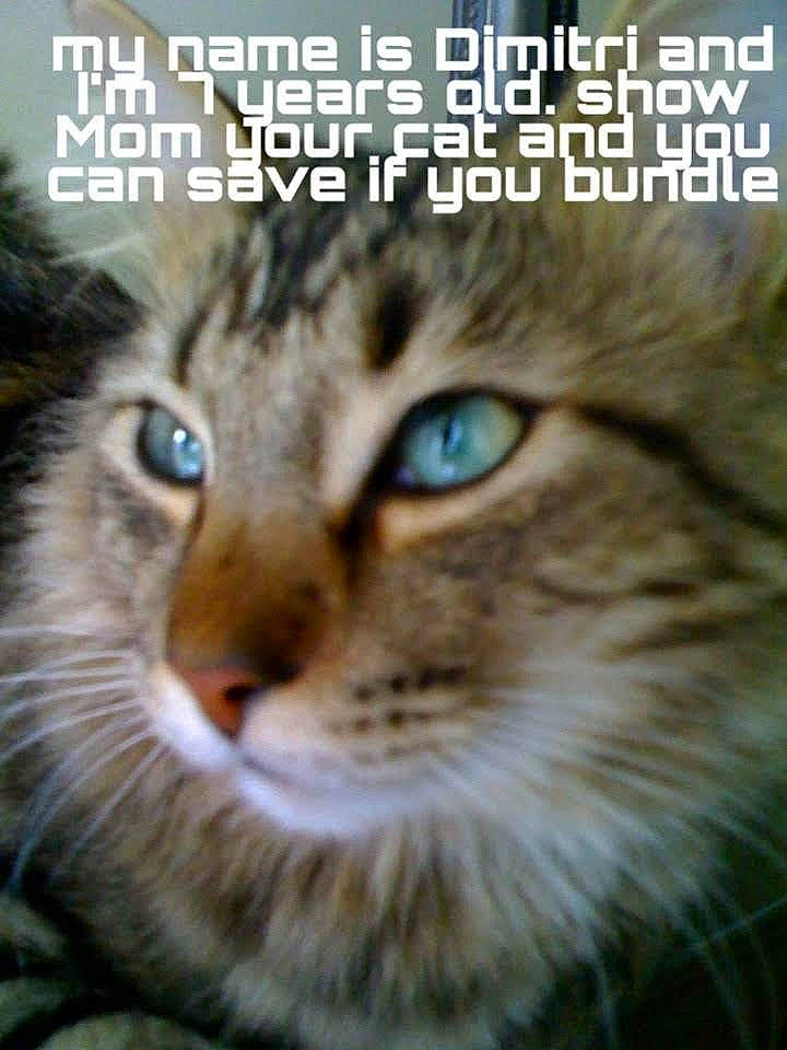 Demetri joined the competition — help win amazing prizes! carnivore, cat, domestic_short_haired_cat, electric_blue, fang, felidae, font, fur, internet_meme, mammal, photo_caption, small_to_medium_sized_cats, snout, terrestrial_animal, vertebrate, whiskers, wildlife