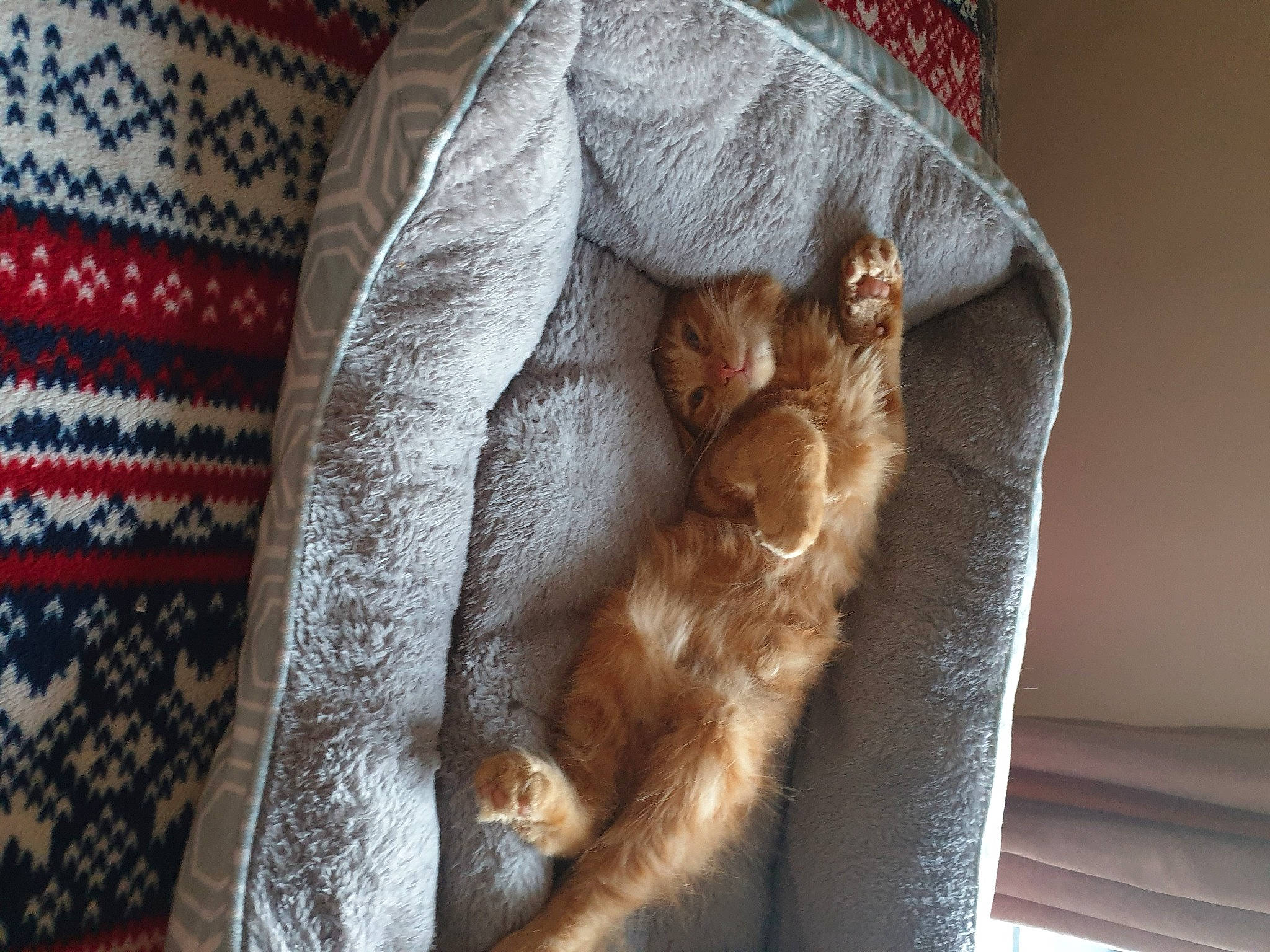 Simba is registered to the contest to win money with this photo: brown, carnivore, cat, claw, comfort, companion_dog, dog_breed, domestic_short_haired_cat, fawn, felidae, fur, human_leg, linens, pattern, paw, small_to_medium_sized_cats, tail, whiskers, wood, woven_fabric