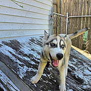 Aztec joined the competition — help win amazing prizes! animal, architecture, backyard, building, canine, dog, eskimodog, fence, handrail, house, housing, husky, nature, outdoors, pet, porch, puppy, shelter, wood, yard