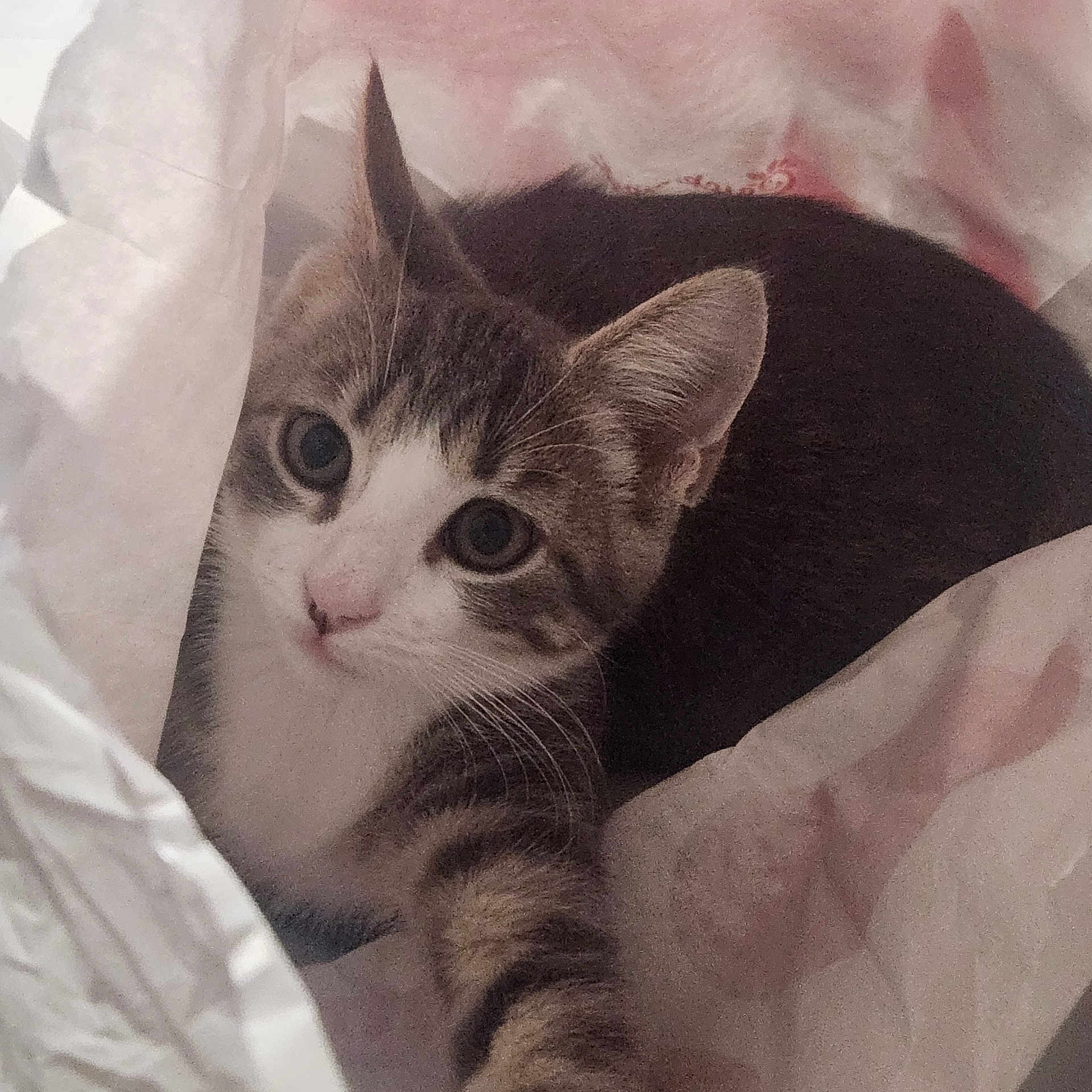 Princess Leia joined the competition — help win amazing prizes! abyssinian, animal, bag, blanket, cat, kitten, manx, paper, pet, plastic, plasticbag, towel