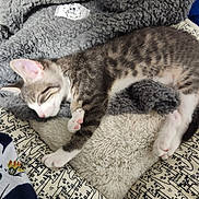 Princess Leia joined the competition — help win amazing prizes! abyssinian, animal, architecture, armchair, blanket, building, cat, chair, couch, cushion, furniture, homedecor, kitten, linen, manx, person, pet, quilt, siamese, sleeping