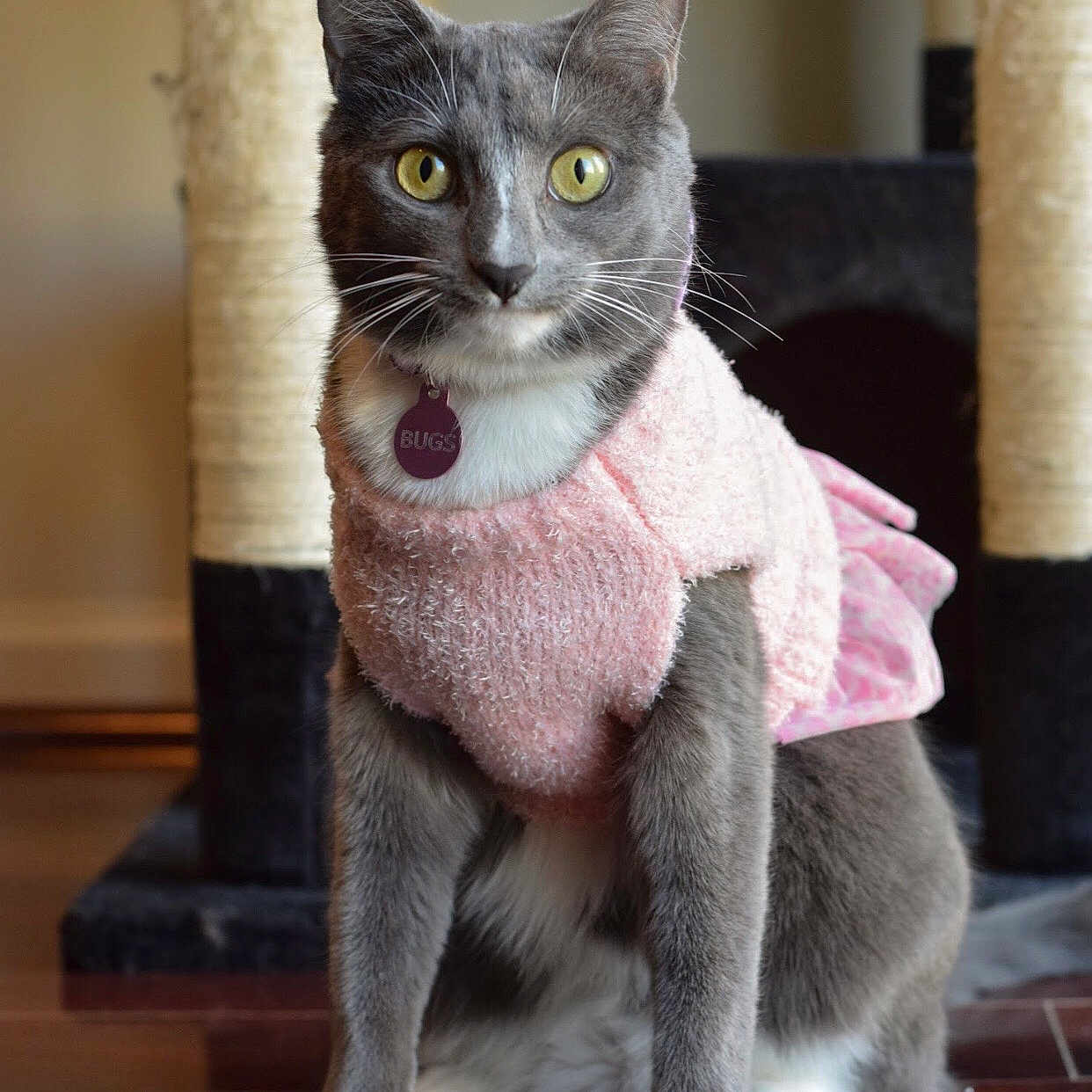 Bugs joined the competition — help win amazing prizes! abyssinian, accessories, animal, blanket, cat, clothing, hardwood, homedecor, hoodie, kitten, knitwear, linen, manx, pet, plywood, siamese, strap, sweater, towel, wood