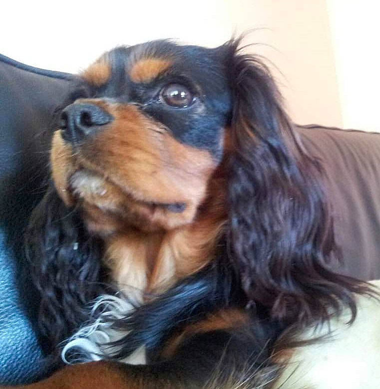 Guizmo a rejoint le concours — aidez-le/la à gagner de superbes lots ! canidae, carnivore, companion_dog, dog, dog_breed, ear, fawn, fur, liver, puppy, smile, snout, spaniel, sporting_group, terrestrial_animal, toy_dog, whiskers, working_animal, working_dog