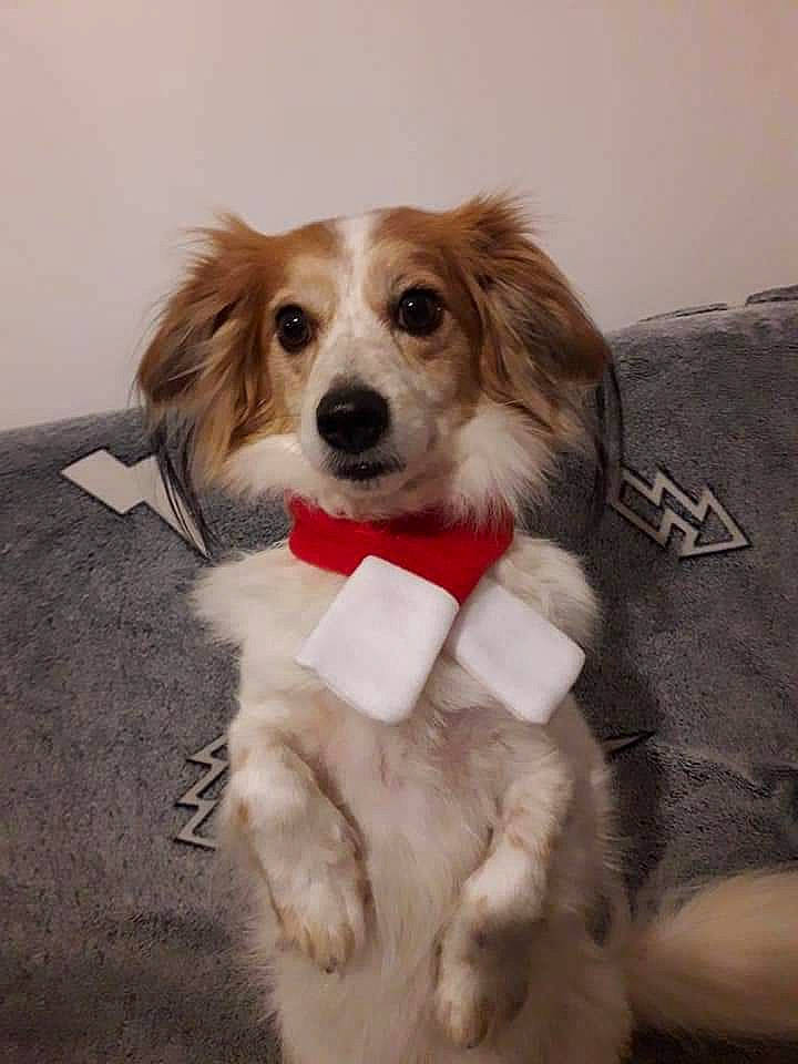 Minion participe au concours pour gagner de l'argent avec cette photo : canidae, carnivore, collar, companion_dog, dog, dog_breed, dog_collar, dog_supply, fawn, fur, gun_dog, liver, natural_material, pet_supply, snout, sporting_group, stuffed_toy, vertebrate, whiskers, working_animal