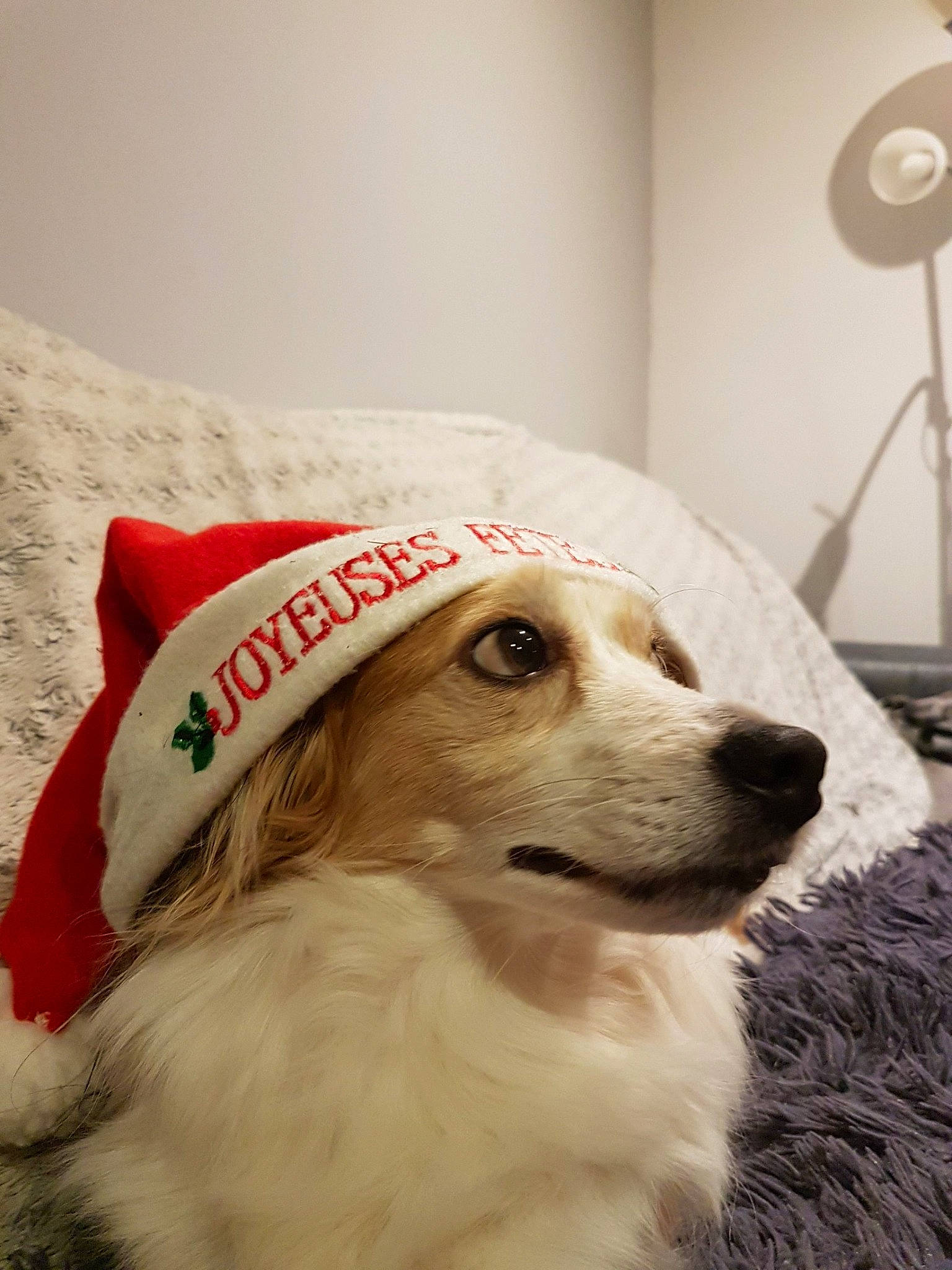 Minion participe au concours pour gagner de l'argent avec cette photo : canidae, carnivore, collar, companion_dog, dog, dog_breed, dog_collar, dog_supply, fur, home_accessories, linens, mechanical_fan, pet_supply, retriever, snout, sporting_group, whiskers, working_animal