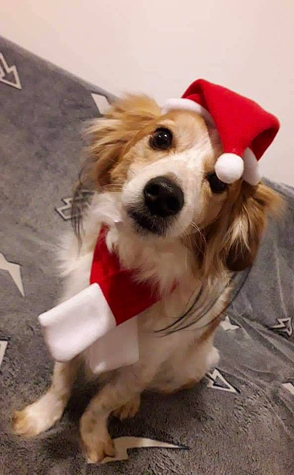 Minion a rejoint le concours — aidez-le/la à gagner de superbes lots ! canidae, carnivore, collar, companion_dog, dog, dog_breed, dog_clothes, dog_collar, dog_supply, fawn, fur, leash, paw, pet_supply, snout, sporting_group, toy, toy_dog, vertebrate, working_animal