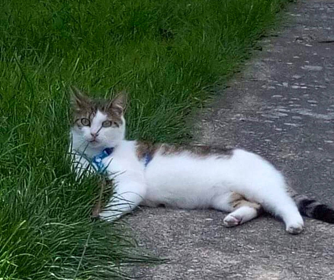 Yaya participe au concours pour gagner de l'argent avec cette photo : asphalt, carnivore, cat, claw, domestic_short_haired_cat, eye, fawn, felidae, foot, fur, grass, groundcover, paw, plant, sitting, small_to_medium_sized_cats, snout, tail, terrestrial_animal, whiskers