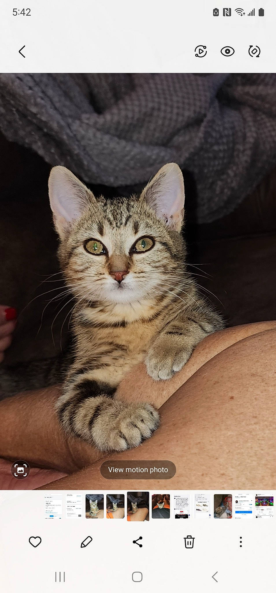 Pickles is registered to the contest to win money with this photo: carnivore, cat, domestic_short_haired_cat, felidae, font, fur, paw, photo_caption, screenshot, small_to_medium_sized_cats, terrestrial_animal, whiskers, window