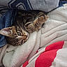 Gordo joined the competition — help win amazing prizes! kitten, cat, blanket, cozy, cute, fur, paw, sleepy, resting, indoor, pet, animal, tabby, striped, young, soft, warm, closeup, cuddle, comfort