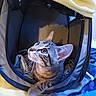 Gordo is registered to the contest to win money with this photo: cat, kitten, tabby, pet_carrier, blanket, indoor, curious, animal, feline, whiskers, ears, fur, looking_up, cozy, soft_lighting, domestic_cat, young_cat, resting, cute, pets